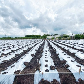 MULCH P/N 26" X 1,000M PRE-PERF 60CM